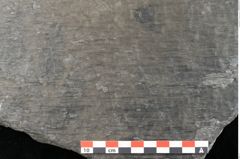 Foto (Detailansicht) von Lepidodendron aculeatum St. (NHMW-GEO-2024-0188-11024)